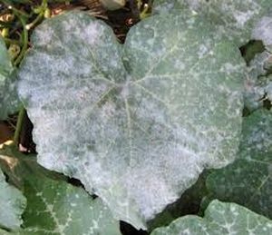 uploads/images/disease/Powdery mildew.jpg